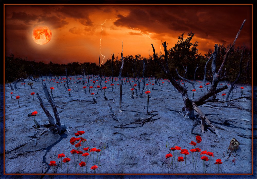 Les_Coquelicots