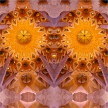 Une_Chouette_dans_l'Arbre