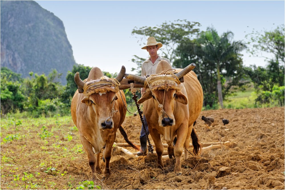 Culture traditionnelle