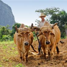 Culture traditionnelle